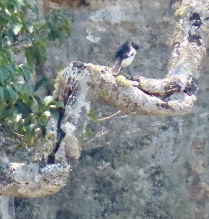 Angola Cave Chat (Xenocopsychus ansorgei), photo 1