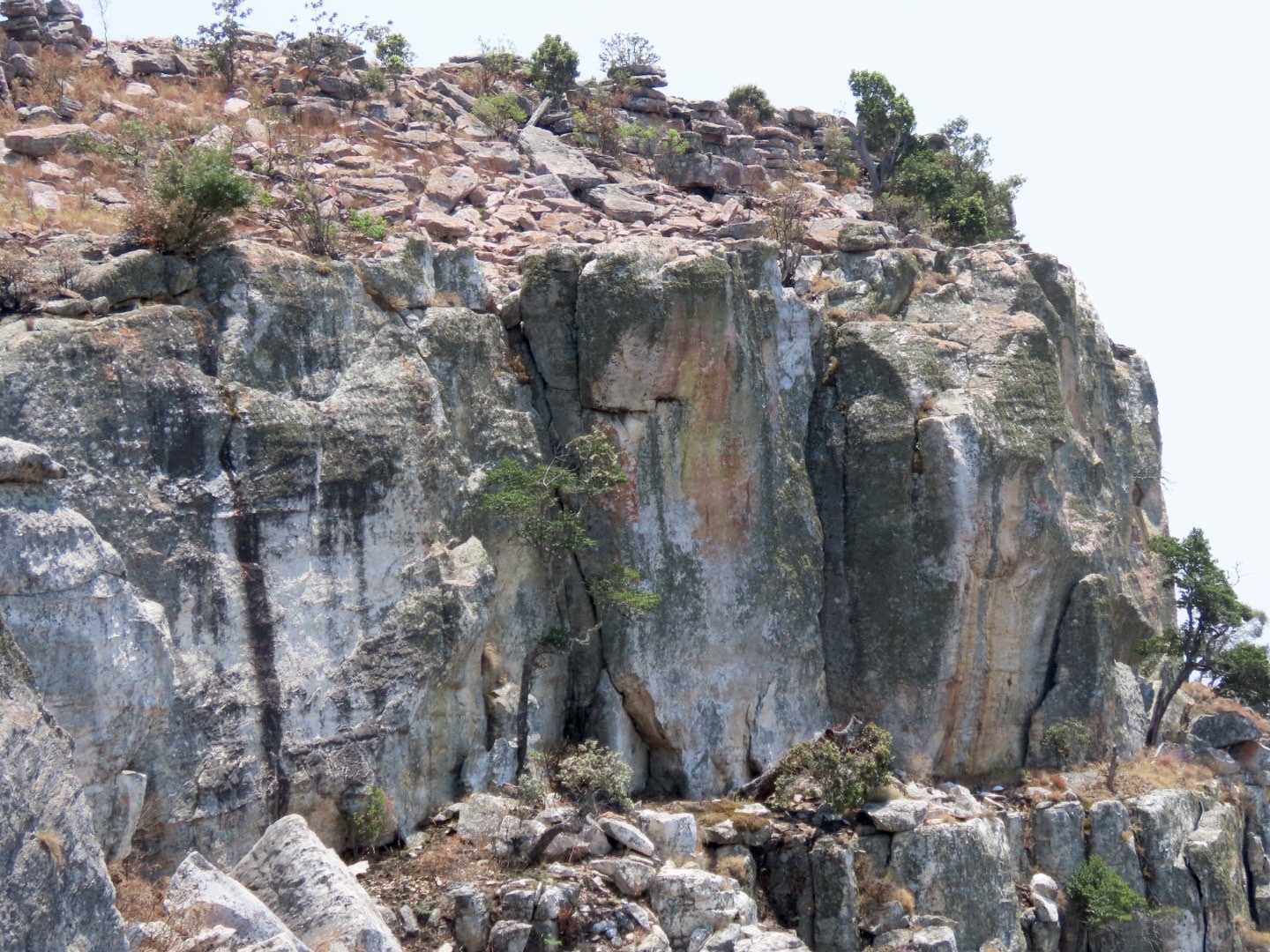 Angola Cave Chat (Xenocopsychus ansorgei), photo 2