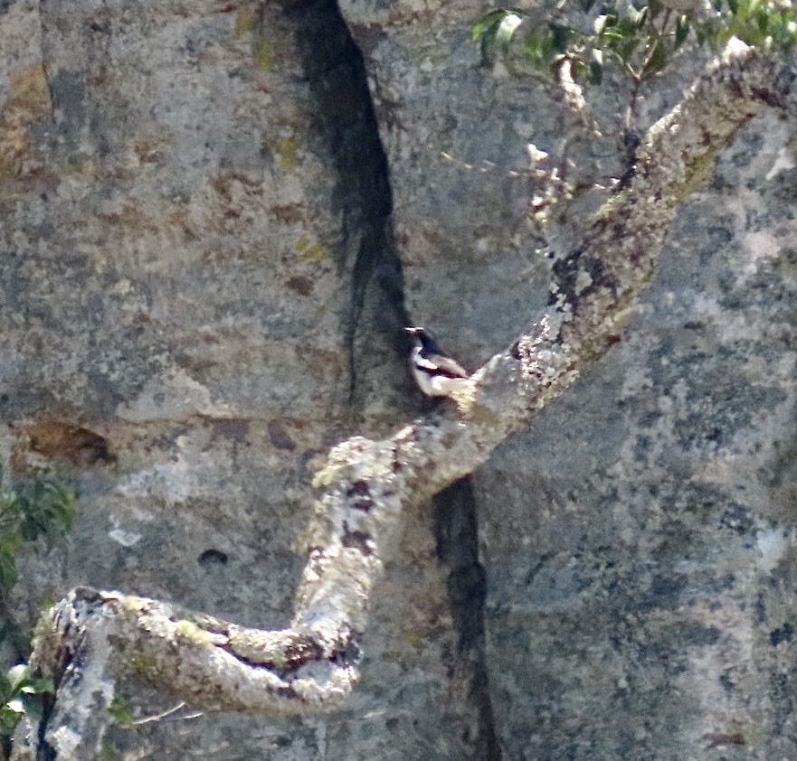 Angola Cave Chat (Xenocopsychus ansorgei), photo 3