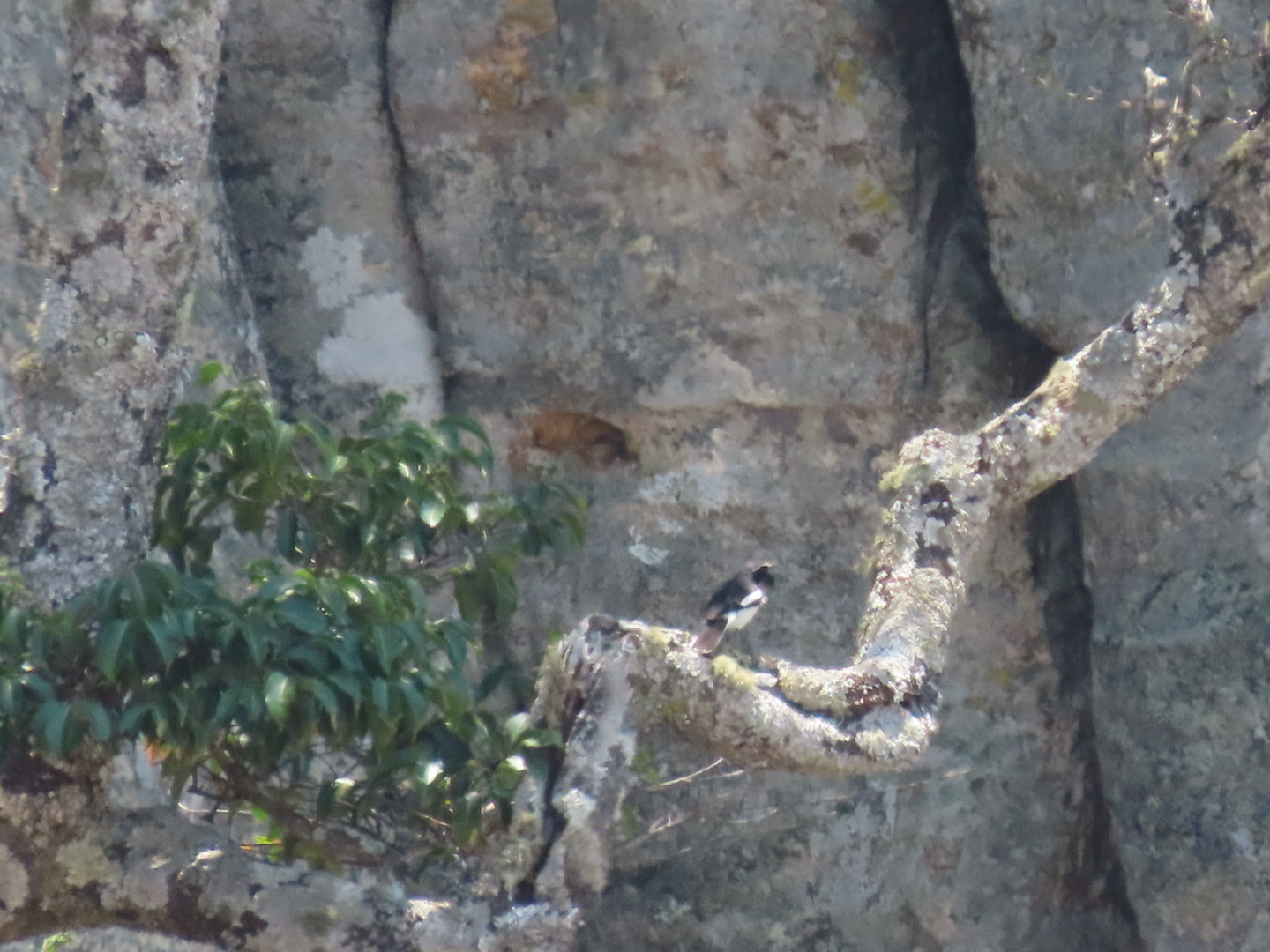Angola Cave Chat (Xenocopsychus ansorgei), photo 4