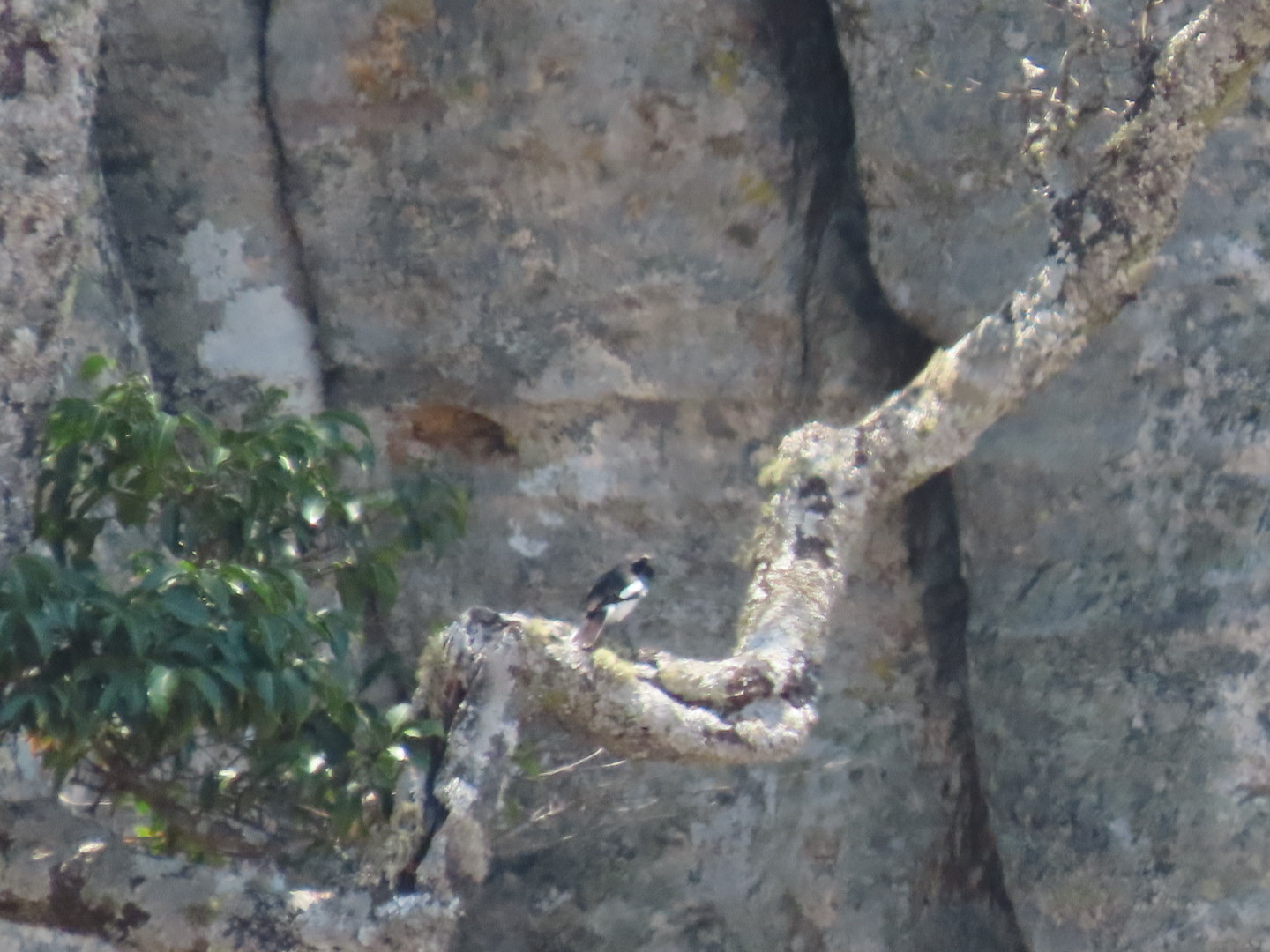 Angola Cave Chat (Xenocopsychus ansorgei), photo 5