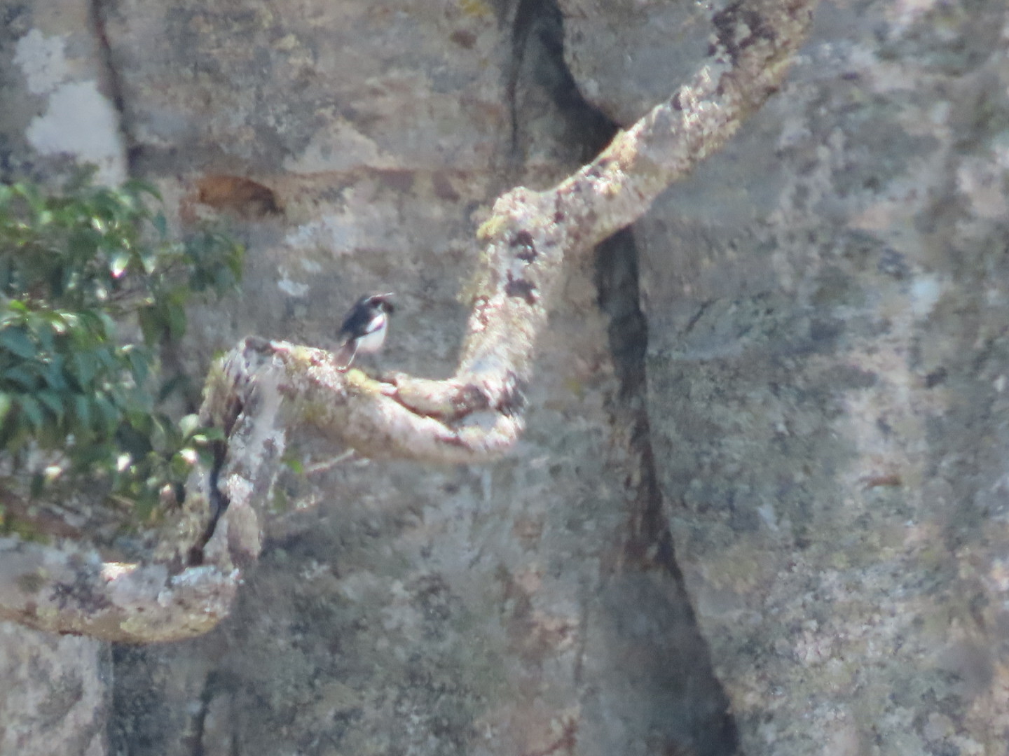 Angola Cave Chat (Xenocopsychus ansorgei), photo 6