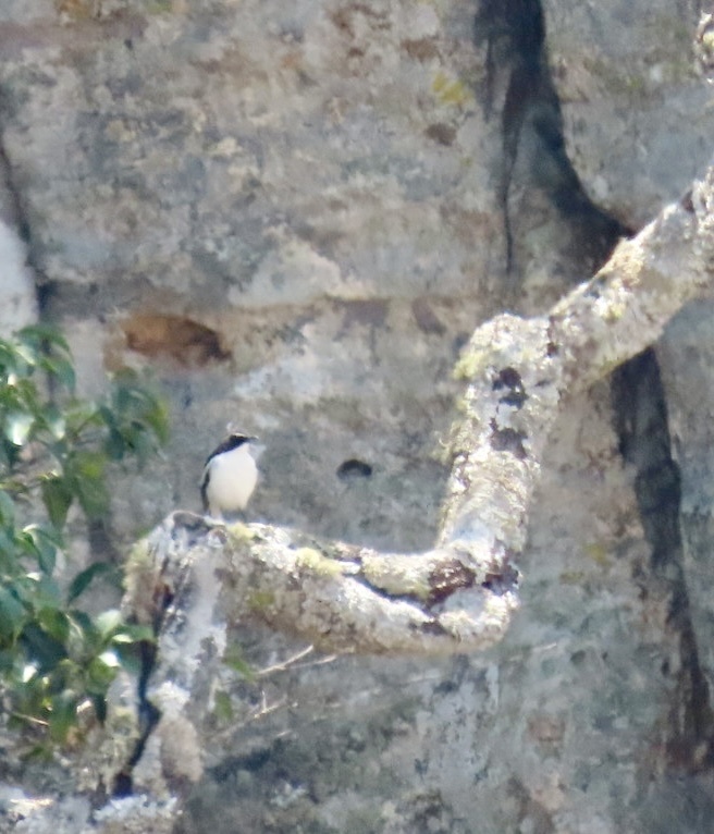 Angola Cave Chat (Xenocopsychus ansorgei), photo 7
