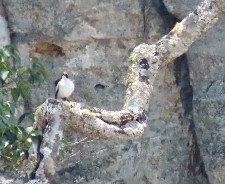Angola Cave Chat (Xenocopsychus ansorgei), photo 8