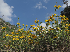 Phlomis lanata