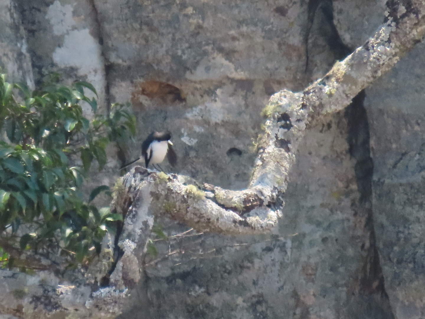 Angola Cave Chat (Xenocopsychus ansorgei), photo 9