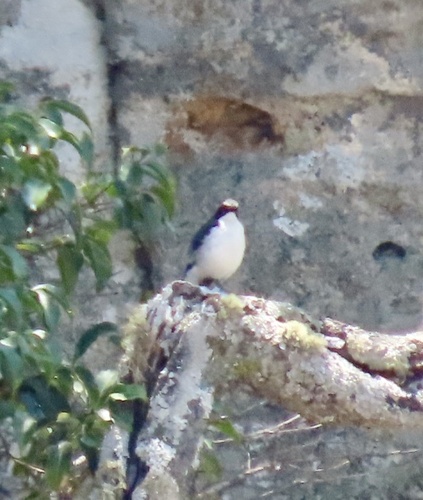 Angola Cave Chat (Xenocopsychus ansorgei), photo 10
