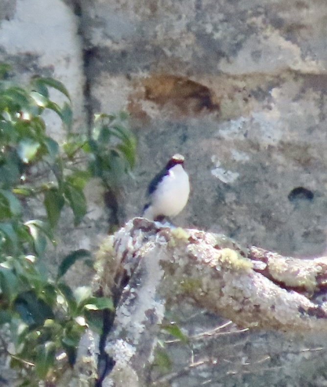 Angola Cave Chat (Xenocopsychus ansorgei), photo 10