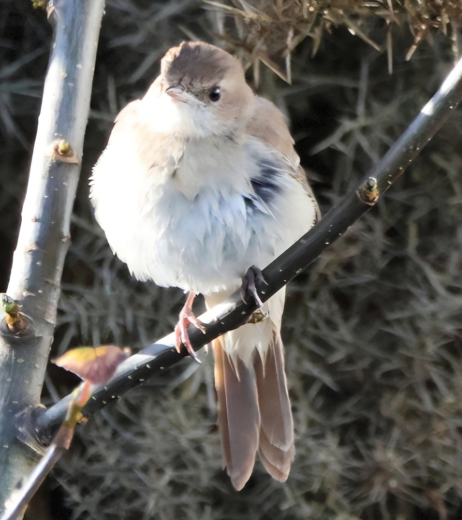 Eastern Nightingale
