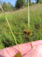 Carex unilateralis