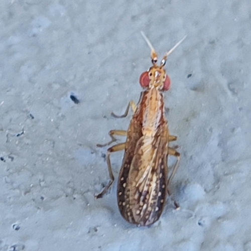 Unknown species found near Travelers Rest, SC 29690, USA