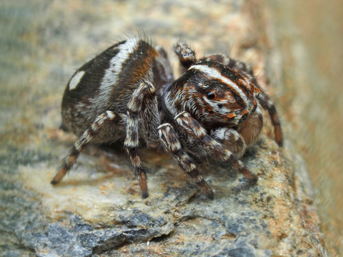 Spiders of Crete · iNaturalist