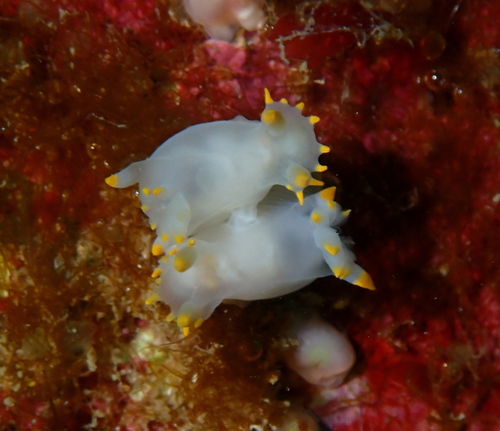 Polycera kernowensis
