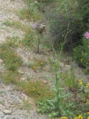 Tyrimnus leucographus