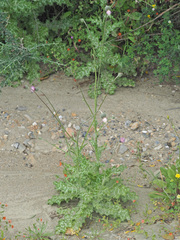 Tyrimnus leucographus