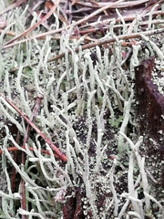 Cladonia subulata