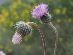Tyrimnus leucographus
