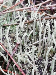 Cladonia subulata