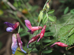 Vicia cretica