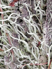 Cladonia subulata