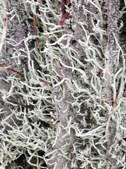 Cladonia subulata