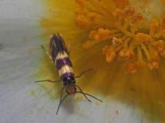 Micropterix