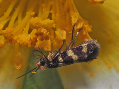 Micropterix