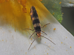 Micropterix
