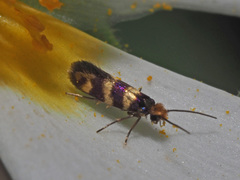 Micropterix