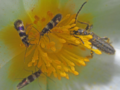 Micropterix