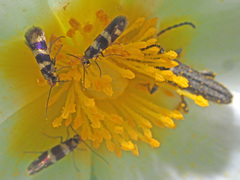 Micropterix