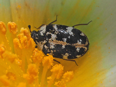 Anthrenus scrophulariae