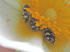 Anthrenus scrophulariae