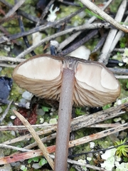 Entoloma hebes