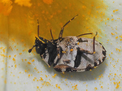 Anthrenus scrophulariae