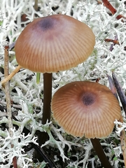 Entoloma hebes