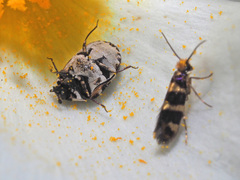 Anthrenus scrophulariae