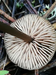 Entoloma hebes
