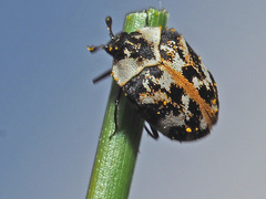 Anthrenus scrophulariae