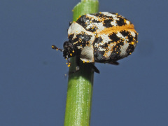 Anthrenus scrophulariae