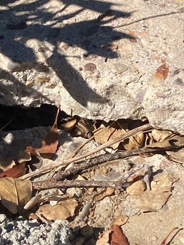 iNaturalist observation photo of Western Skink