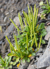Cardamine bellidifolia
