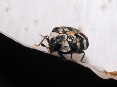 Anthrenus scrophulariae