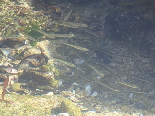 Sand smelt (Atherina presbyter) — Atherinidae — 3