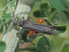 Oedemera rufofemorata