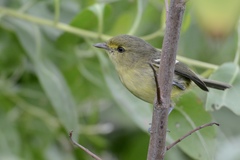 Vireo pallens