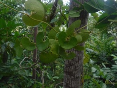 Aristolochia leptosticta