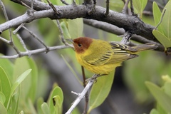 Setophaga petechia bryanti