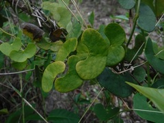 Aristolochia leptosticta