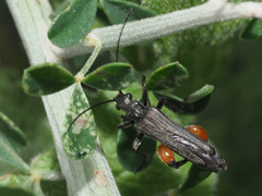 Oedemera rufofemorata